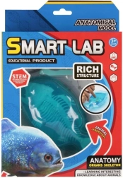 Kit scientifique d’anatomie – poisson
