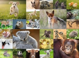RAVENSBURGER puzzle – bébés animaux 200 pièces XXL