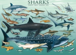 Puzzle EUROGRAPHICS Requins 1000 pièces