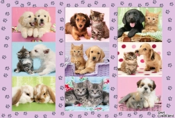 Puzzle Schmidt Mes amis animaux 100 pièces