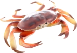 Maquette en plastique de crabe 17 cm