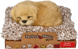 Golden retriever aboyeur sur son coussin