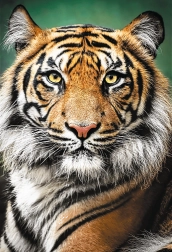 Puzzle 1500 pièces – portrait de tigre Trefl