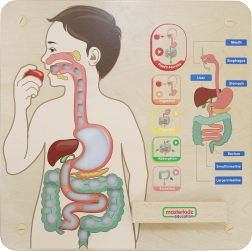 Masterkidz panneau mural éducatif – système digestif Montessori