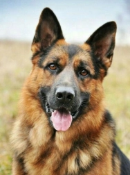 Peinture diamant Berger allemand 30x40 cm