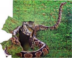 Just Jigsaws Le serpent et son cycle de vie puzzle en bois à couches