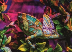 Puzzle Ravensburger Caméléon 500 pièces
