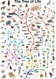 Puzzle EUROGRAPHICS L’Arbre de la vie 1000 pièces