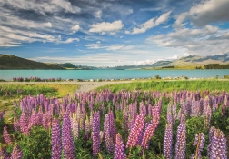 Puzzle Clementoni Lupins au lac Tekapo 1500 pièces