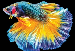 Interdruk puzzle Nature colorée : Poisson 250 pièces