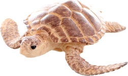 Figurine en plastique tortue de mer 9 cm