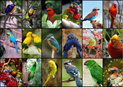 Puzzle Les plus beaux oiseaux du monde 1500 pièces