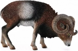 Mouflon européen