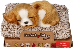 Chiot dormant Cavalier King Charles Perfect Petzzz