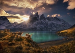 Puzzle Chili Lamy Guanaco 1000 pièces