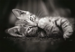 Puzzle chaton noir et blanc 1000 pièces