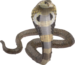 Puzzle 3D en métal COBRA – kit METAL EARTH