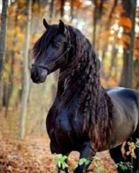 Mosaïque diamant – cheval noir