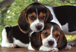 puzzle 500 pièces compact – chiots beagle