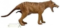 Collecta thylacine – femelle (tigre de Tasmanie)