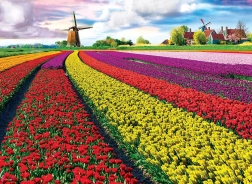 EUROGRAPHICS puzzle champ de tulipes – 1000 pièces