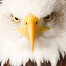 Puzzle carré CURIOSI Q Animal Aigle, 66 pièces