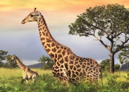 Puzzle famille de girafes 1000 pièces