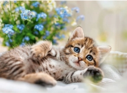 Puzzle RAVENSBURGER Chaton câlin 500 pièces