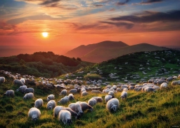 Puzzle 1000 pièces Moutons et volcans