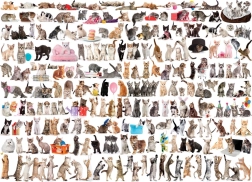 EUROGRAPHICS Puzzle Monde des chats 1000 pièces