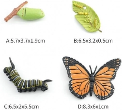 Figurine Papillon en 4 phases de développement