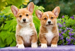 CASTORLAND Puzzle Chiots Welsh Corgi 1000 pièces