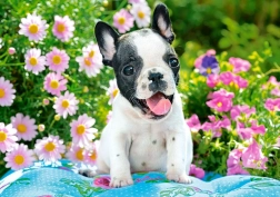 Puzzle 500 pièces French Bulldog Puppy