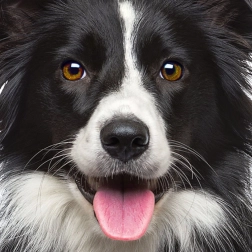 Puzzle carré Q Animal : chien 66 pièces