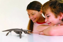 Squelette de Mosasaure 4M