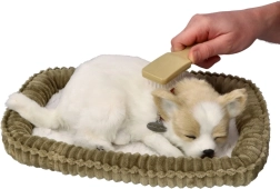 Chiot Chihuahua qui ronfle