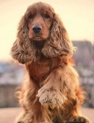 Peinture au diamant – salut du cocker 30 × 40 cm