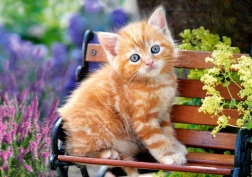 Puzzle 500 pièces – Chaton roux (Ginger Kitten)