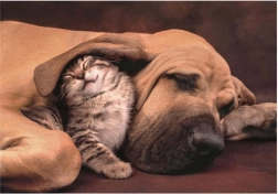 Puzzle Câlins 500 pièces