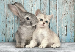 puzzle 500 pièces compact chat et lapin