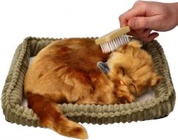 Kit d’adoption chaton Angora turc