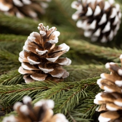 Décoration de Noël, pommes de pin enneigées dans un sachet en organza, 10 pièces