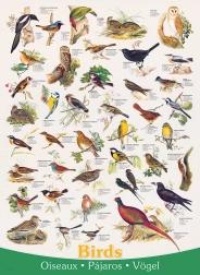 Puzzle Oiseaux 1000 pièces