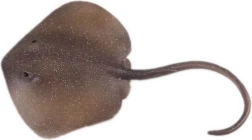 Figurine raie Pastenague orientale