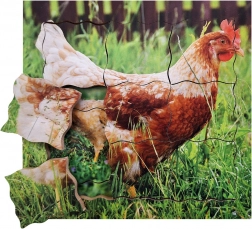 Puzzle en bois superposés La poule et son cycle de vie