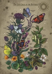 Puzzle Cycle de vie du Papillon 1000 pièces