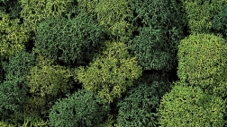 Mousse décorative vert clair et vert foncé