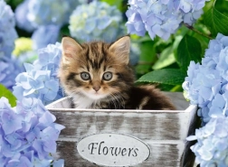 Puzzle RAVENSBURGER Petit chaton XXL 300 pièces