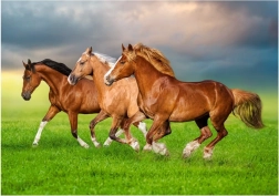 Puzzle 500 pièces – Chevaux courant au printemps