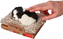 Border collie endormie sur son coussin